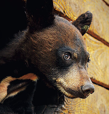 Záchrana divých medveďov – dokumentárny seriál