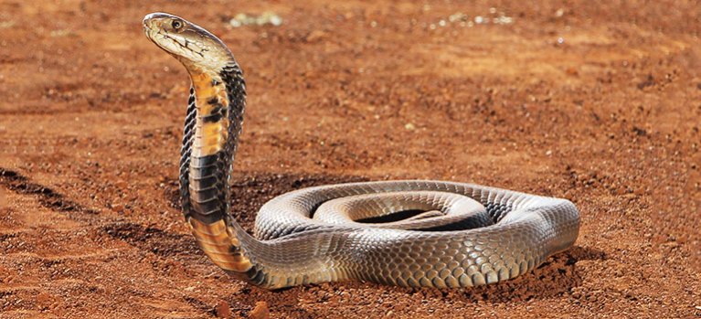 Prekvapivé tajomstvá hadov – dokumentárny seriál