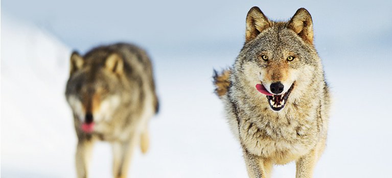 Vlk: Tulák bez hraníc – prírodopisný dokument
