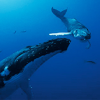 Národ veľrýb – prírodopisný program
