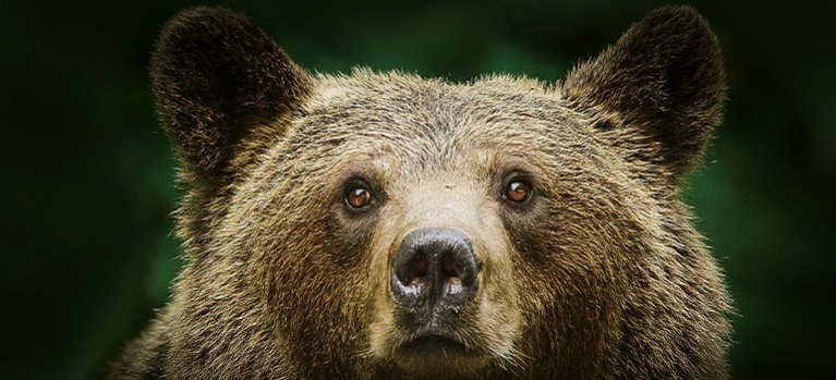 Transylvánske medvede domáce – prírodopisný seriál