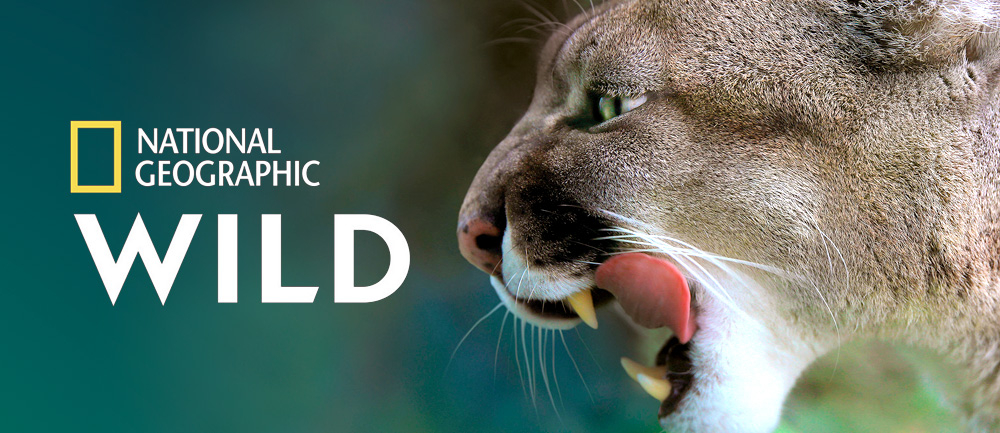 Mesiac veľkých mačiek na National Geographic Wild HD