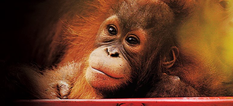 Orangutania škola v džungli – prírodopisný dokument