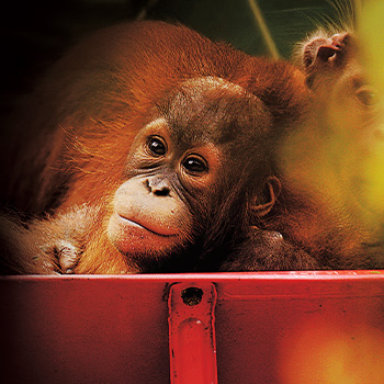 Orangutania škola v džungli – prírodopisný dokument