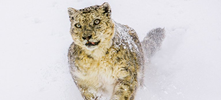 Snežné leopardy s Danom O’Neillem – dokument