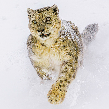 Snežné leopardy s Danom O’Neillem – dokument
