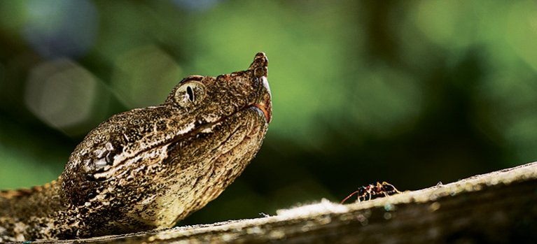 Klenoty európskej divočiny – prírodopisný seriál