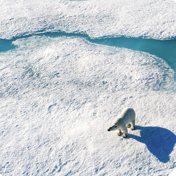 Arktída – prírodopisný dokument