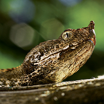 Klenoty európskej divočiny – prírodopisný seriál