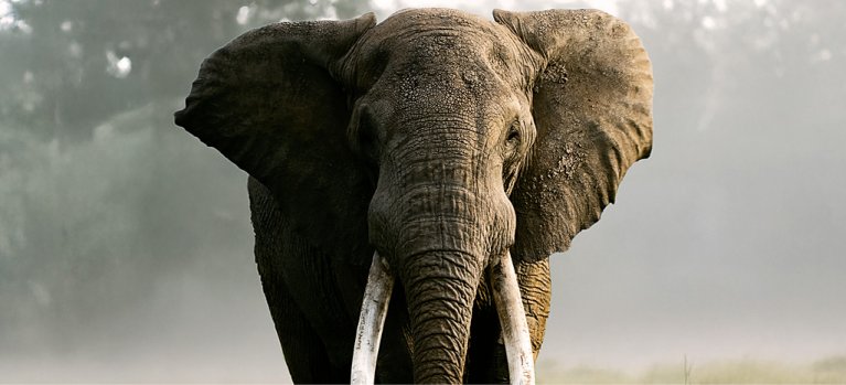 Bratstvo slonov: Velikáni s kly – prírodopisný dokument