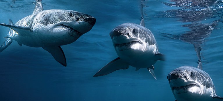 Kráľ žralokov: súboj pohlaví – prírodopisný program