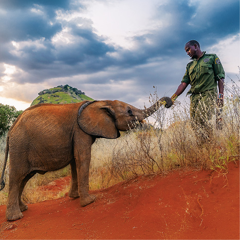 Stať sa slonom: Siroty z Reteti – prírodopisný seriál