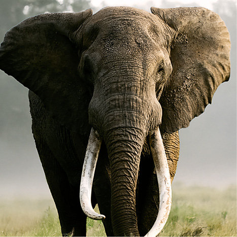 Bratstvo slonov: Velikáni s kly – prírodopisný dokument