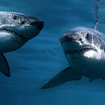 Kráľ žralokov: súboj pohlaví – prírodopisný program