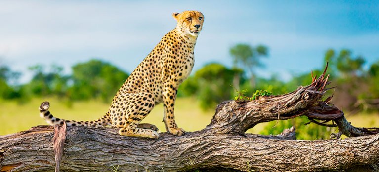 Život na Safari: Najväčšie hrozby