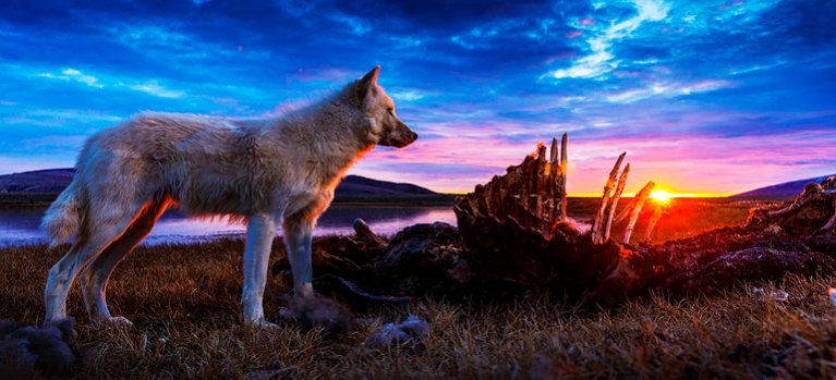 Kráľovstvo vlka arktického