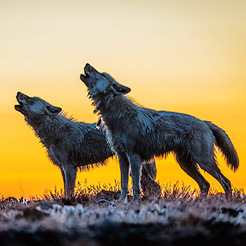 Kráľovstvo vlka arktického