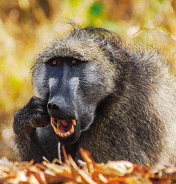 Dokumentárny seriál Najväčší zabijaci Afriky