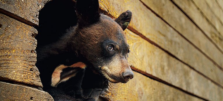 Záchrana divých medveďov – dokumentárny seriál