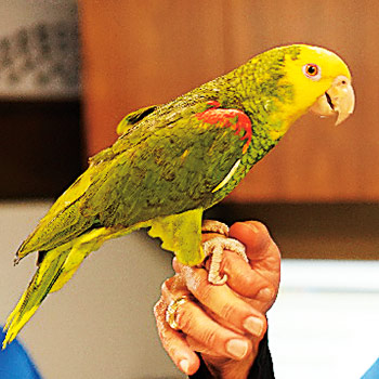 Veterinárka z Texasu – dokument