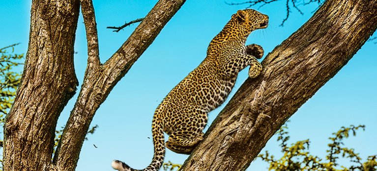 Dokument Leopard s nefritovými očami