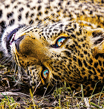 Dokument Leopard s nefritovými očami