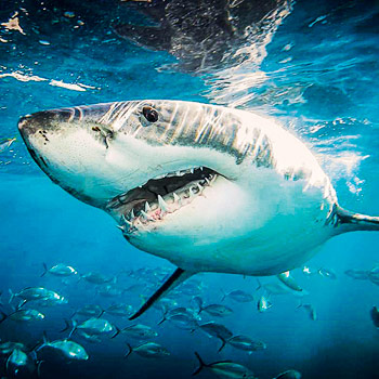 Zachráňte žraloky – dokumentárny program