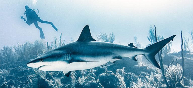Keď žraloky útočia – dokument