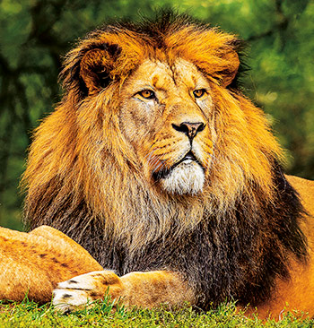 Svetový deň levov – pásmo dokumentárnych filmov