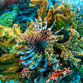 Veľká koralová bariéra – prírodopisný dokument