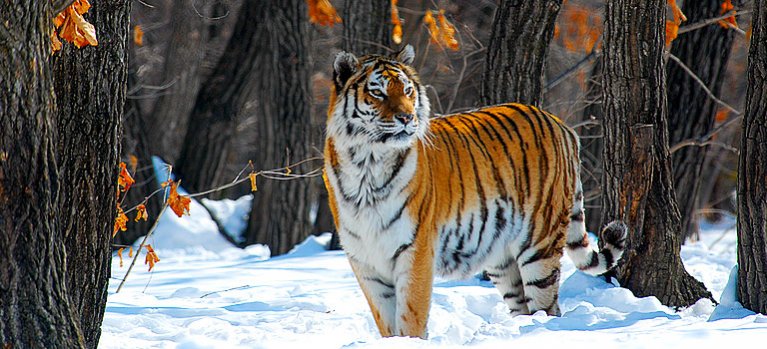 Ruský tiger: kráľ tajgy – prírodopisný dokument