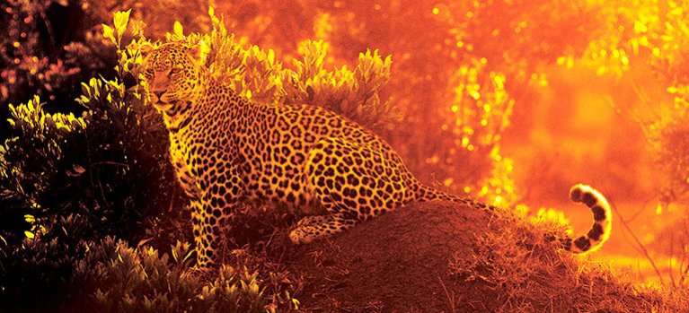 Leopardica – dvojdielny dokument