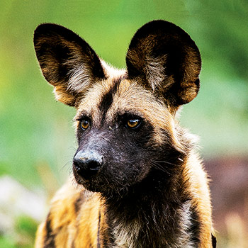 Psi hyenovití: Vo svorke – dokument