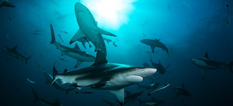 Planéta žralokov – dokumentárny seriál