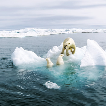 Kráľovstvo ľadových medveďov – prírodopisný seriál