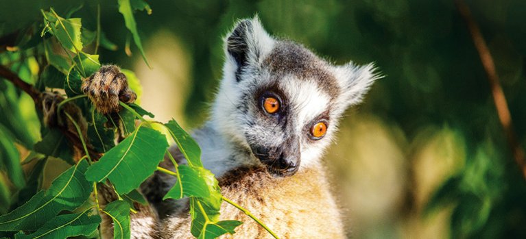 Tlupy ostrova lemurov – prírodopisný seriál