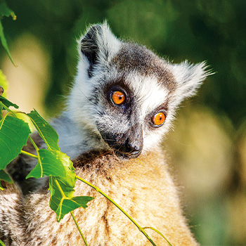 Tlupy ostrova lemurov – prírodopisný seriál