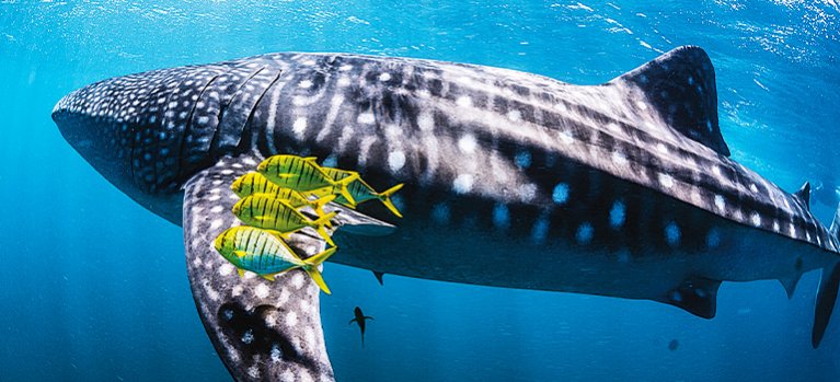 Ningaloo: Austrálsky oceánsky zázrak – seriál