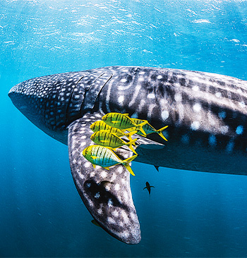 Ningaloo: Austrálsky oceánsky zázrak – seriál