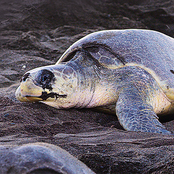 Pláž korytnačiek – prírodopisná séria