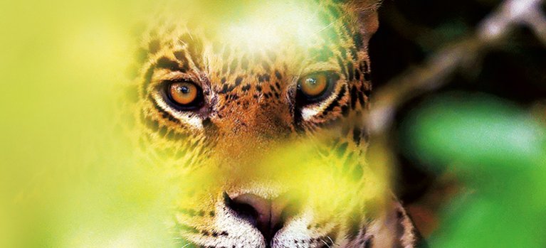 Pantanal, brazílsky prírodný zázrak – dokumenty