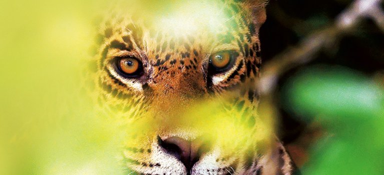 Pantanal, brazílsky prírodný zázrak – dokumenty