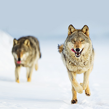 Vlk: Tulák bez hraníc – prírodopisný dokument